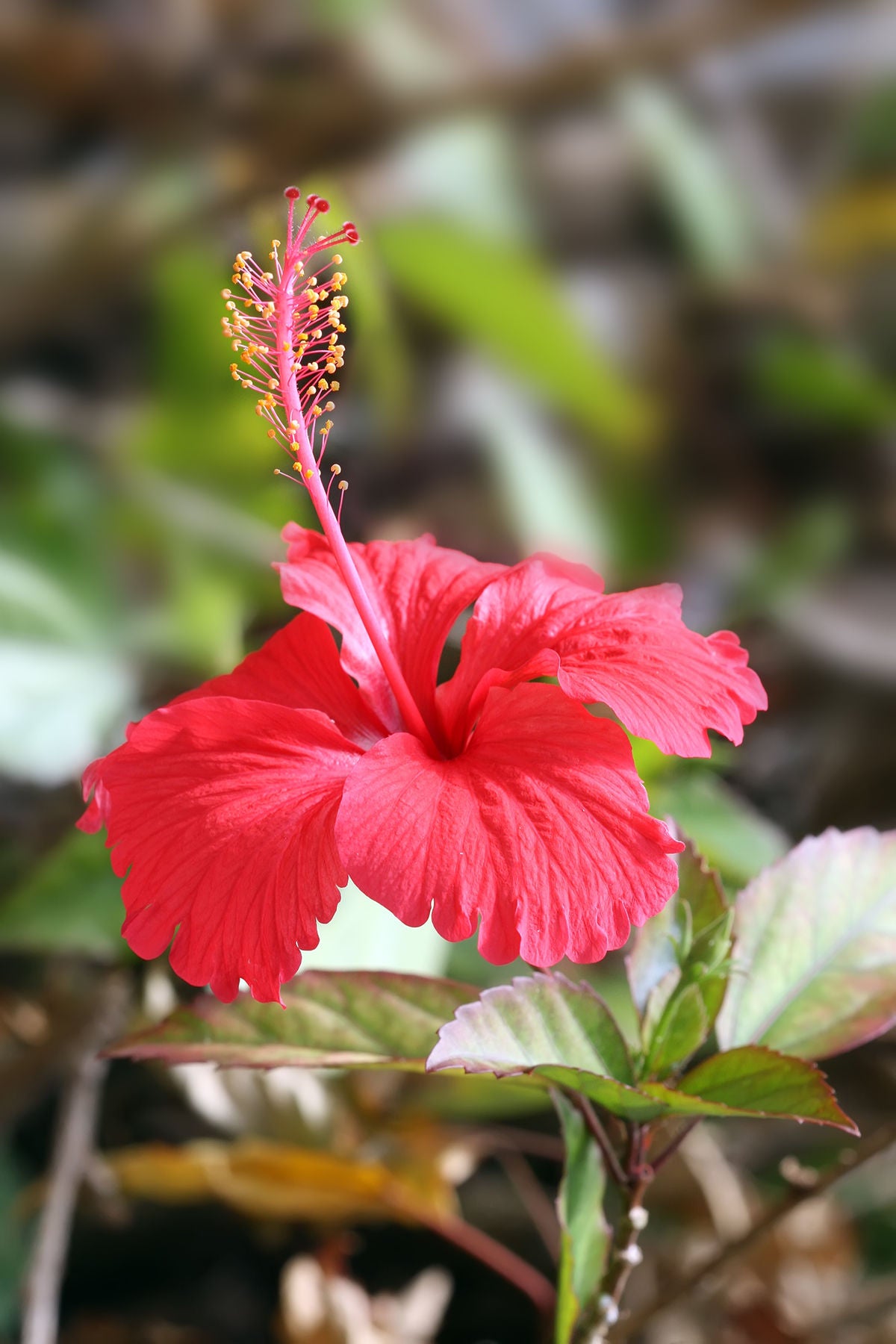Self-Paced Intro to Herbalism